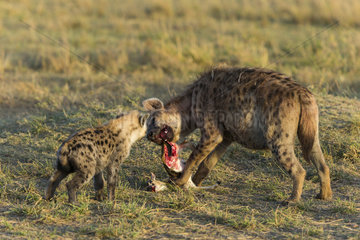 Spotted Hyena and young eating a young Gazelle - Kenya
