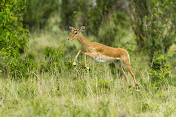 Impala female jumping in the savannah - Masai Mara Kenya