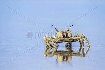 Horned Ghost crab (Ocypode ceratophthalma)  Koh Muk  Thailand