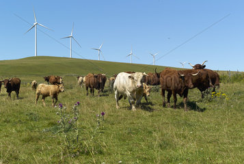 Wind turbines and cows - Allanche Monts Cantal Auvergne
