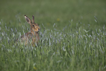 Brown hare sitting in tall grass at spring - GB