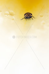 Varied Carpet Beetle on flower after rain - Alsace France