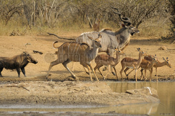 Great Kudu (Tragelaphus strepsiceros)  Impala (Aepyceros melampus) and Western Warthog (Phacochoerus africanus)  Mistrust at water point  Kruger  South Africa