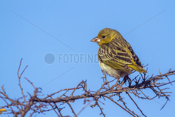 Yellow-fronted Canary (Crithagra mozambica) ona branch  Kruger National park  South Africa
