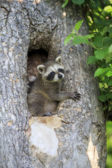 Young Raccoon in a hollow trunk - Minnesota USA