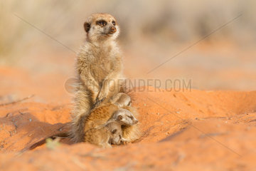 Meerkat babysitting - Kalahari South Africa