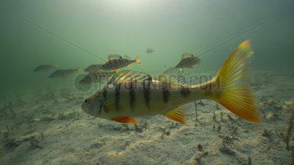 European Perch (Perca fluviatilis) in their aquatic environment  Lac du Jura  France