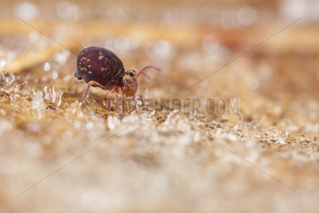 Springtail (Dicyrtomina sp) on a frosted leaf  France