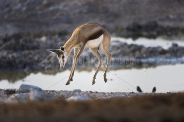 Springbok (Antidorcas marsupialis) jumping  Namibia  Etosha national park