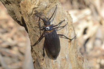 Longhorn beetle (Acanthinodera cumingii)  Olmue  V Region of Valparaiso - Chile