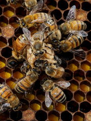 Honey bee (Apis mellifera) - Honeybee nurses around a royal cell