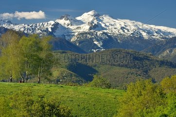 Woody countryside in spring : snow-covered Pic d'Anie  Aspe valley  Pyrenees  France