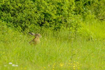 Brown Hare in the grass in summer - France