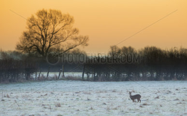 Chinese Water Deer standing in a frosty meadow - GB