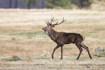 Red deer (Cervus elaphus)  stag calling during in rut  Spain