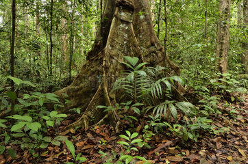 Tree foothills in forest - Guiana Amazonian Park