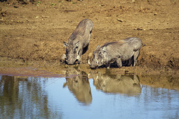 Common warthog (Phacochoerus africanus) on bank  Kruger National park  South Africa