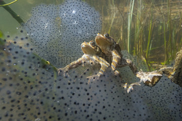 Common toads (Bfo bufo) on European frog (Rana temporaria) lakes  Lac du Jura  France