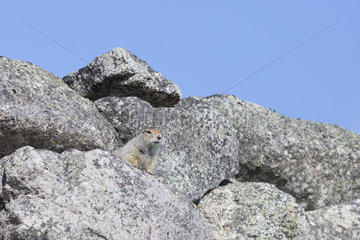 Arctic ground squirrel (Spermophilus parryii) on rock  Cape Dezhnev  Chukotka  Russia