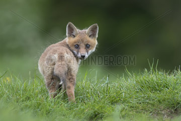 Cub Red Fox walking in a meadow at spring - GB