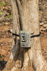 Surveillance camera on a trunk - Tadoba Andhari India
