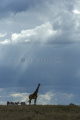 Masai Giraffe and storm in the dry season - Masai Mara Kenya