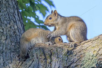 Eastern gray squirrels on a trunk - Minnesota USA