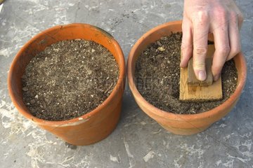 Tassement du terreau d'un semis en pot