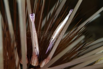 Shrimp needles between the spines of a Sea Urchin Bali