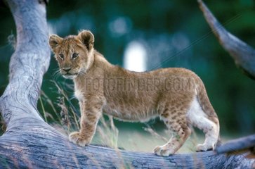 Lionceau debout sur un tronc Kenya