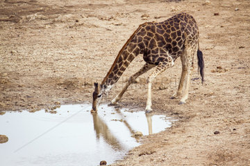 Giraffe (Giraffa camelopardalis) drinking at waterhole  Kruger National park  South Africa
