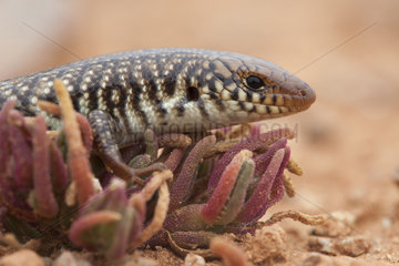 Many-scaled Cylindrical Skink (Chalcides polylepis)  Morocco