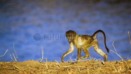 Young Chacma baboon (Papio ursinus) walking on bank  Kruger National park  South Africa