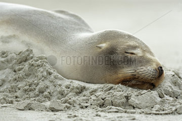 New Zealand Sea Lion (Phocarctos hookeri) at rest in sand  South Island  New Zealand