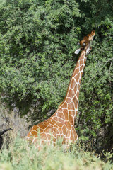 Reticulated giraffe eating leaves - Samburu Kenya