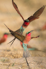 Carmine bee-eater (Merops nubicoides)  in flight  fighting between neighbours  breeding colony at the Sambezi river  Namibia