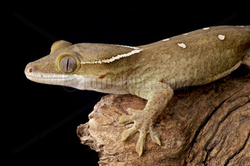 Roux's Giant Gecko (Rhacodactylus sarasinorum)  New Caledonia