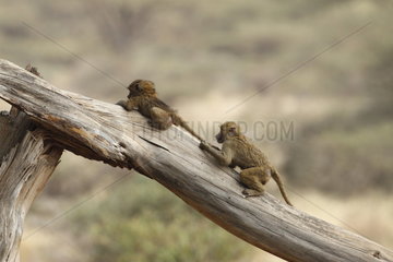 Baboons (Papio hamadryas) playing on a trunk  Samburu  Kenya