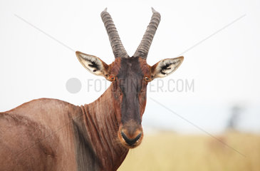 Portrait of Antelope topi - Africa