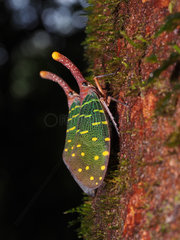 Lantern bug on bark - Gunung Mulu Borneo Malaysia