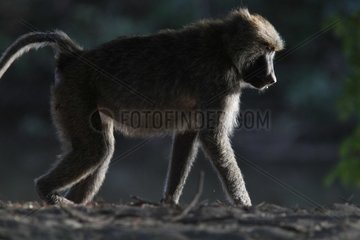 Olive baboon walking - Ethiopia