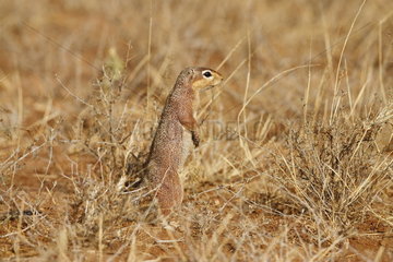 Unstriped ground squirrel (Xerus rutilus)  Samburu  Kenya