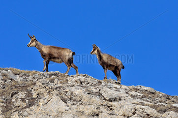 Pyrenean chamois (Rupicapra pyrenaica) and young moving on a ridge. Pyrenees  France