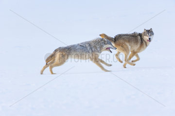 Gray wolf or grey wolf (Canis lupus) running