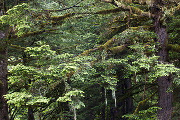 Temperate Rainforest - Exchamsiks British Columbia Canada