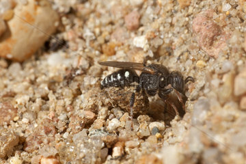 Digger wasp (Oxybelus uniglumis) digging its nest  France