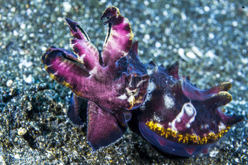 Flamboyant cuttlefish (Metasepia pfefferi) on bottom  Lembeh  North Sulawesi  Indonesia
