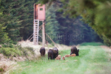 Wild boar (Sus scrofa) and young  Ardenne  belgium
