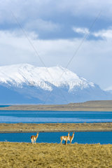 Guanaco (Lama guanicoe) in front of Lago Argentino  patagonia  Argentina