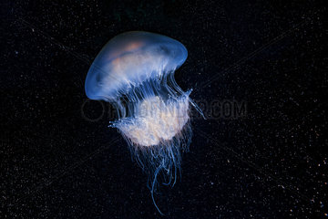 Nomad jellyfish (Rhopilema nomadica)  Mozambique
